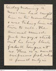 Nachlass Franz Steindachner, Brief von Ethel A. Hopper an Franz Steindachner (07.04.1907), Inv.Nr. 237.06, Seite 5